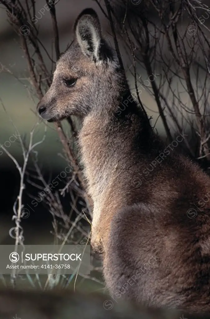 eastern grey kangaroo macropus giganteus young, grampians national park, victoria, australia.