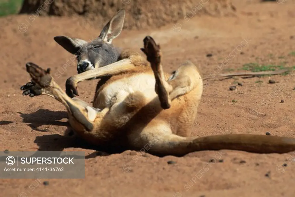 red kangaroo macropus rufus scratching, south australia