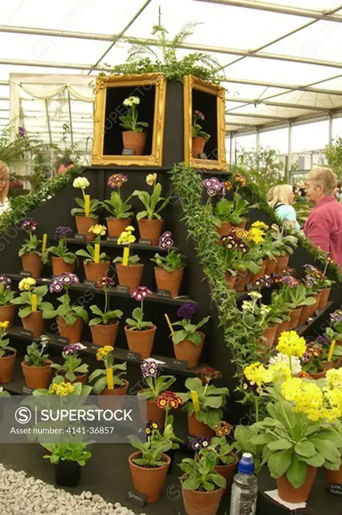 w & s lockyer, a display of auriculas in the grand pavillion, chelsea rhs flower show, london, england 2008. date: 22.10.2008 ref: zb1159_122662_0094 compulsory credit: photos horticultural/photoshot 