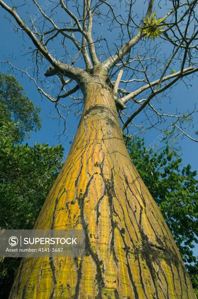 barrigon tree (pseudobombax septenatum) cabo blanco national park, costa rica 