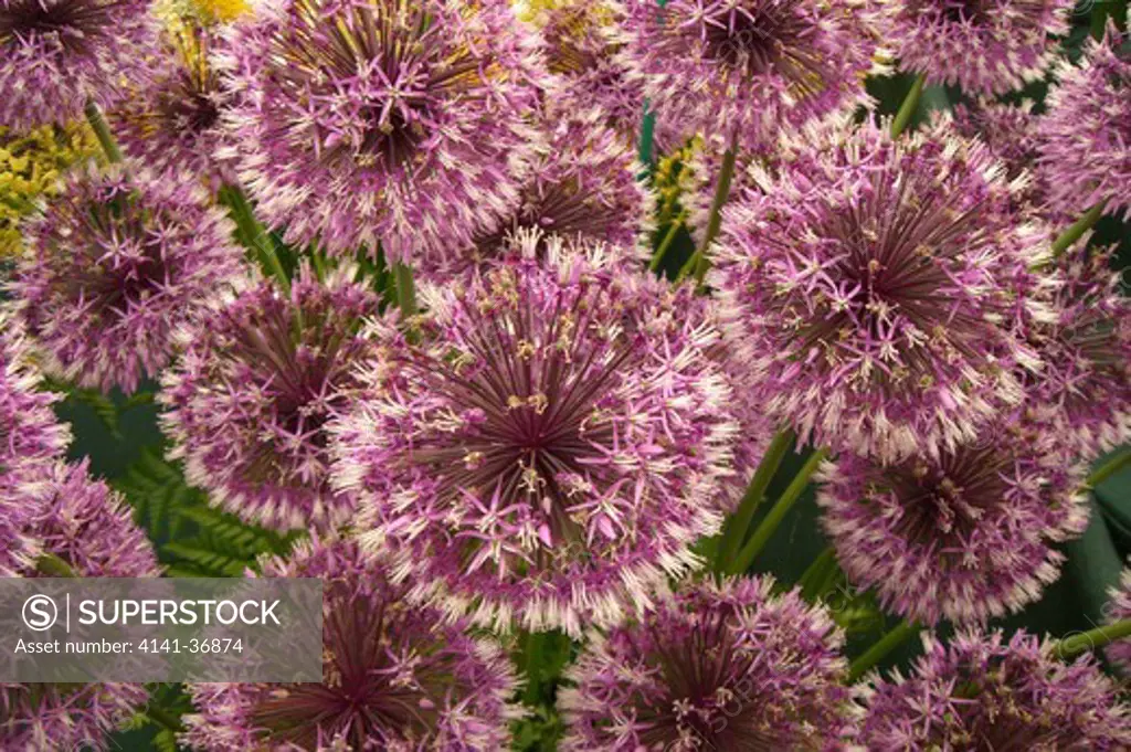 devine nurseries, a close-up of one of the many species of allium on display, chelsea rhs flower show, london, england 2008 date: 22.10.2008 ref: zb1159_122662_0111 compulsory credit: photos horticultural/photoshot 