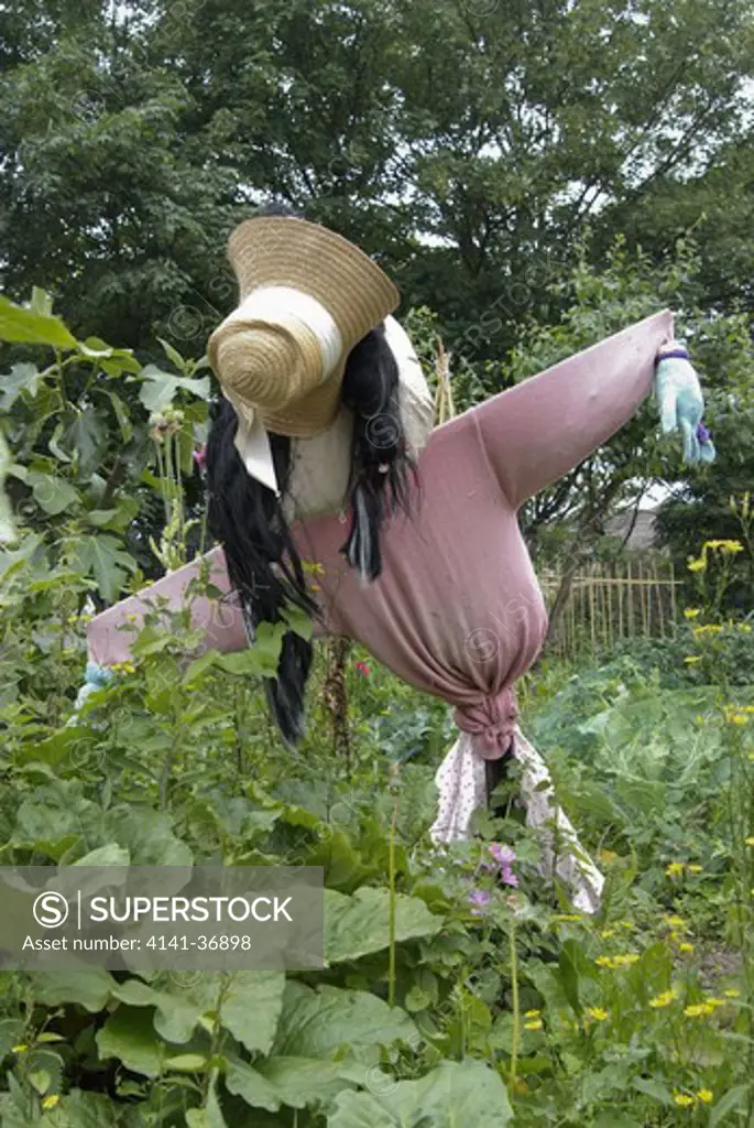 home made scarecrow amongst growing vegatables in an inner city allotment. date: 10.10.2008 ref: zb117_121959_0002 compulsory credit: photos horticultural/photoshot 