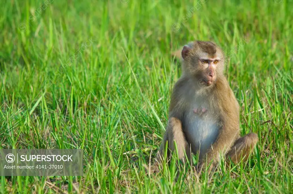 pig-tailed macaque (macaca nemestrina) sat in the grass at the edge of the rainforest, khao yai national park, thailand