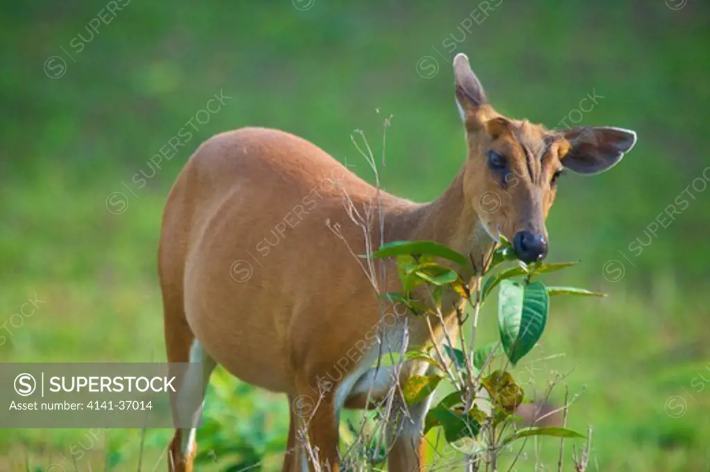 common muntjac deer, muntiacus muntjac, female in khao yai national park, thailand.