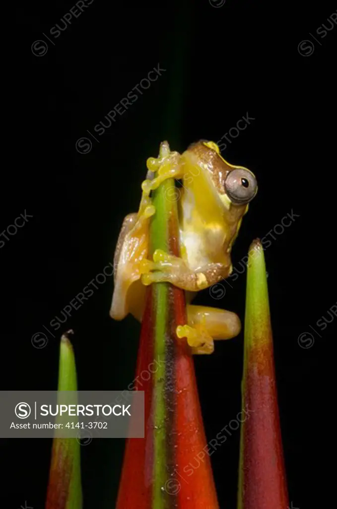 hourglass tree frog (hyla ebraccata) on heliconia flower, costa rica 