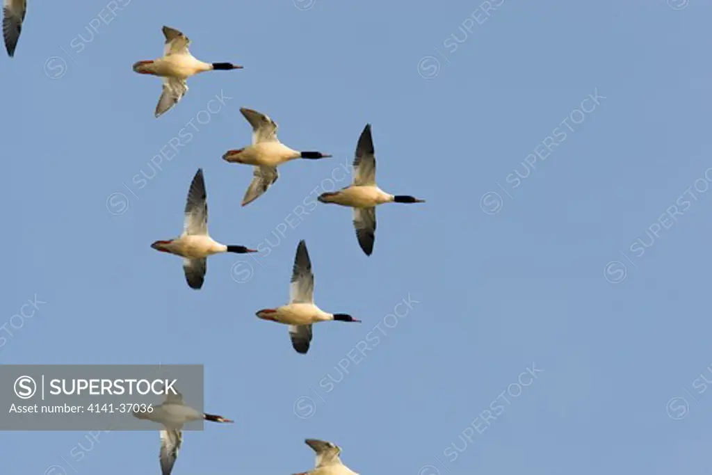 group of common mergansers (mergus merganser) in flight over lake ontario.