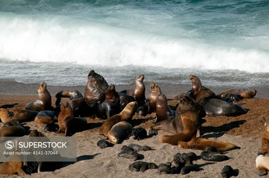 southern sea lion colony (otaria flavescens), peninsula valdes, patagonia, argentina date: 08.12.2008 ref: zb1237_125994_0005 compulsory credit: nhpa/photoshot
