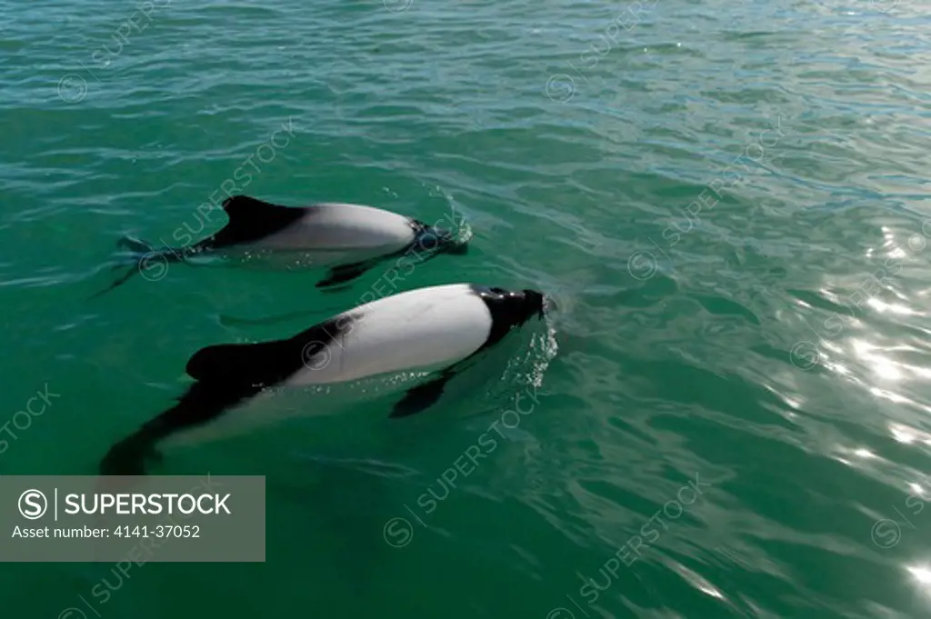 commerson's dolphin (cephalorhynchus commersonii) province de santa cruz, porto deseado, patagonia, argentina. date: 08.12.2008 ref: zb1237_125994_0013 compulsory credit: nhpa/photoshot