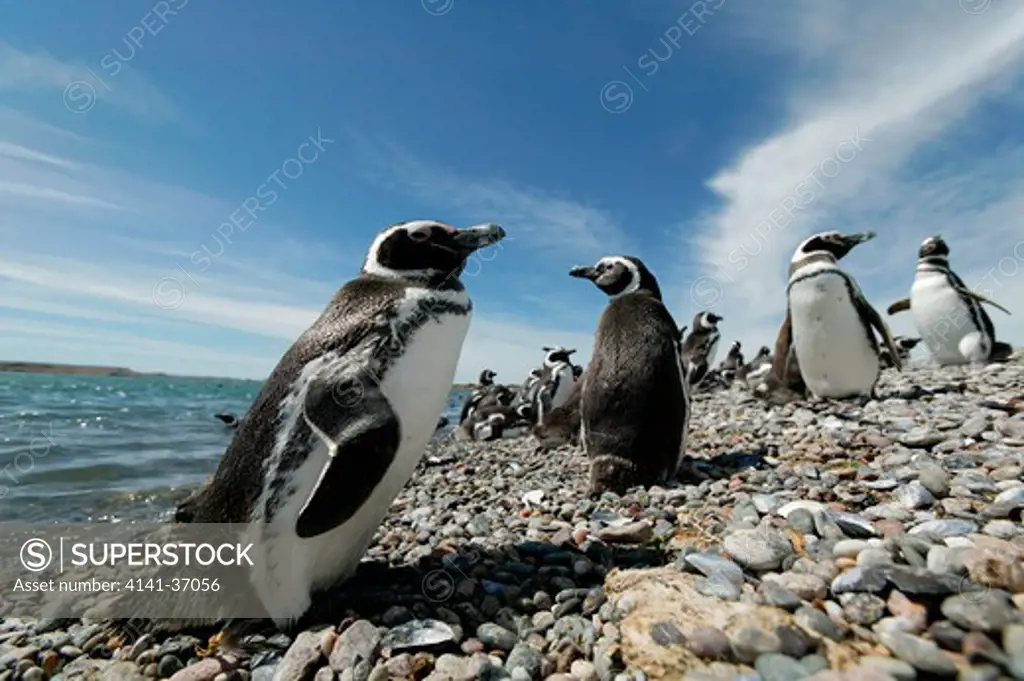 magellanic or jackass penguin (spheniscus magellanicus), group on beach near porto deseado, patagonia date: 08.12.2008 ref: zb1237_125994_0017 compulsory credit: nhpa/photoshot