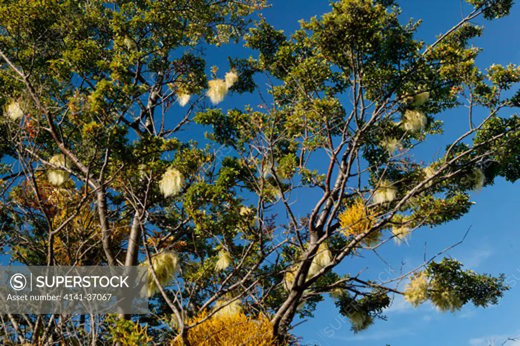 myzodendron punctulatum and parasite species, santa cruz province, argentine glaciers national park, patagonia, argentina. date: 08.12.2008 ref: zb1237_125994_0028 compulsory credit: nhpa/photoshot