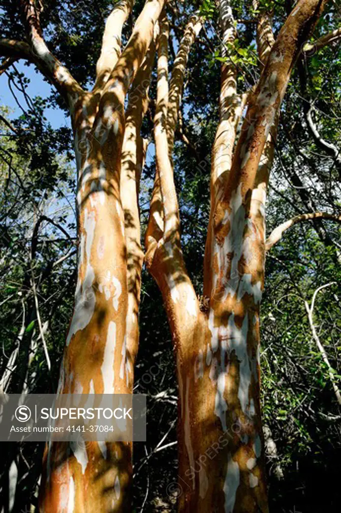 arrayan (luma apiculata) argentina, patagonia, chubut province, los alerces national park. date: 08.12.2008 ref: zb1237_125994_0045 compulsory credit: nhpa/photoshot