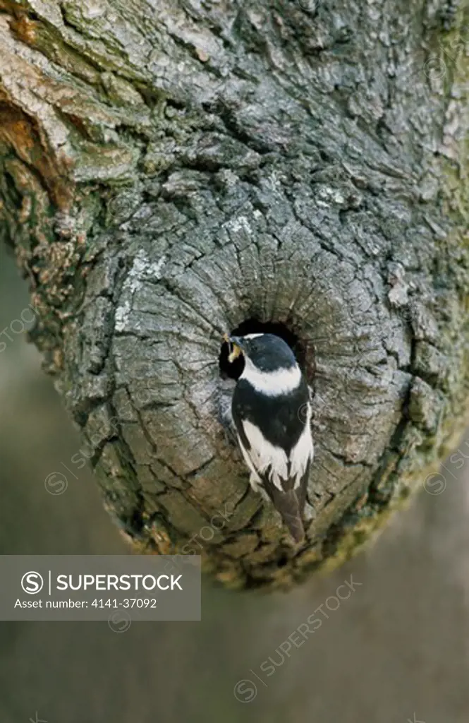 collared flycatcher male ficedula albicollis at nest hole with prey in beak 