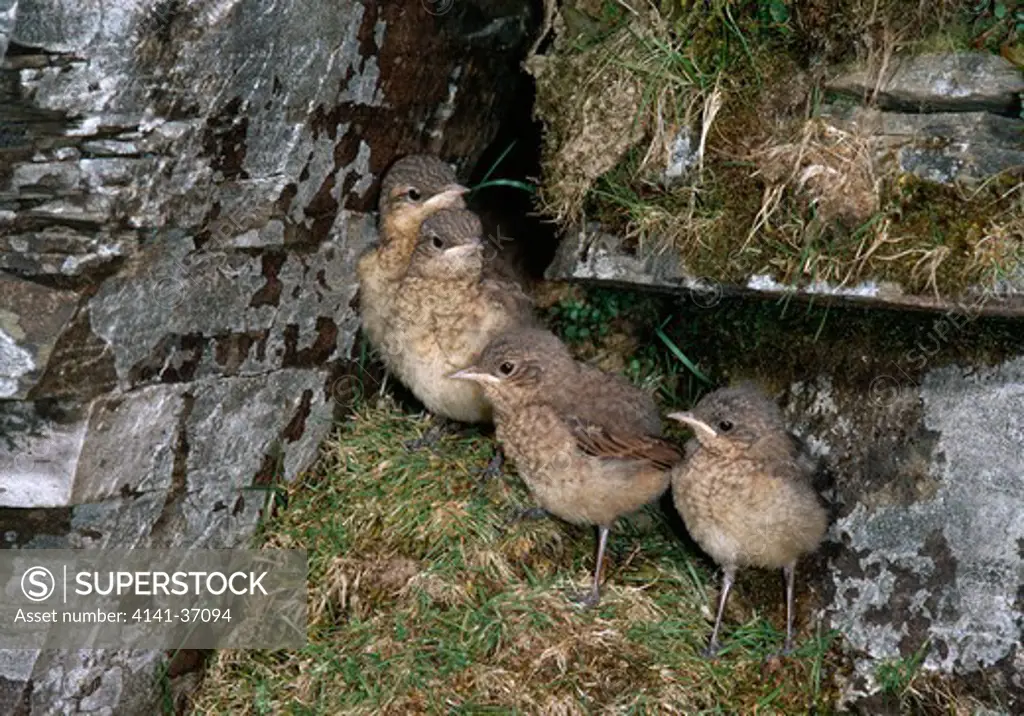 northern wheatear oenanthe oenanthe group of four fledged young 