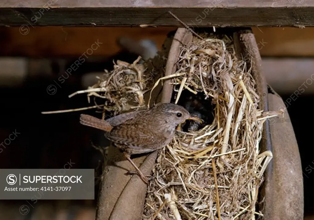 wren troglodytes troglodytes at nest in old cap 