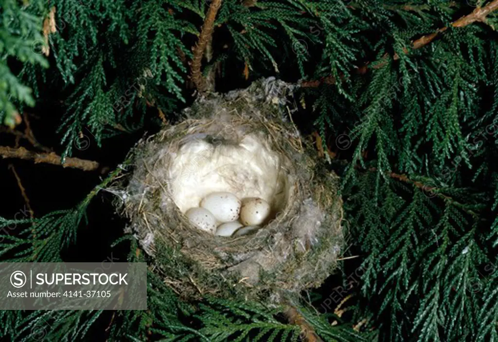 goldfinch eggs in nest carduelis carduelis in conifer in garden 