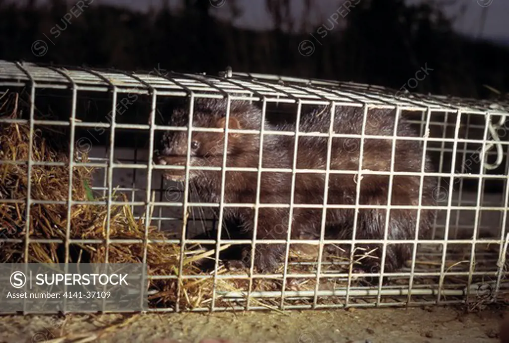 american mink caught in trap mustela vison sussex, england. american species, released from fur farms.