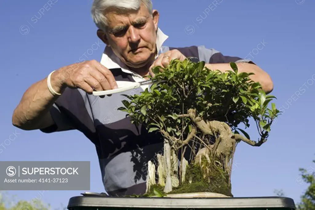 gardener using secateurs to remove extra leaf growth from bonsai fig tree. note air roots, artistic shape and rocks included in display.