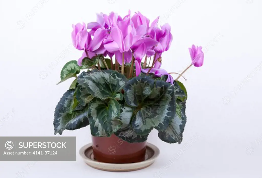 potted cyclamen in full flower against white background uk