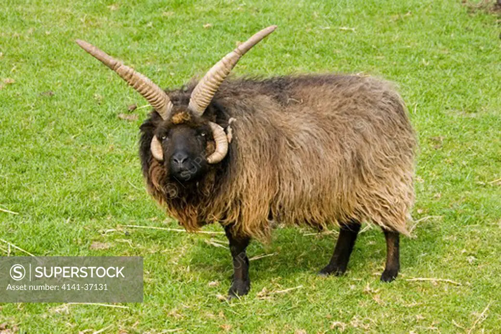 four horned hebridian or st kilda sheep rare breed trust cotswold farm park uk. the breed originated off the west coast of scotland and were once widespread but more recently have been replaced by the black-faced sheep.