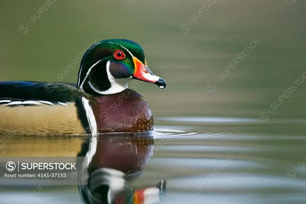 wood duck (aix sponsa) male on lake surface, fawn lake, olympic peninsula, washington, usa, march.