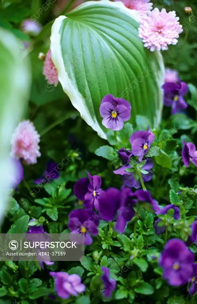 viola odorata (sweet violet) with hosta foliage
