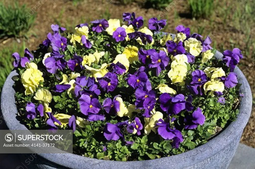 viola 'pansy'. pansies in container