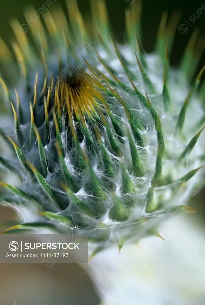 onopordum acanthium. scotch thistle, woolly thistle, cotton thistle, down thistle or scottish thistle. silver white branching flower stems and purple flower heads in summer.