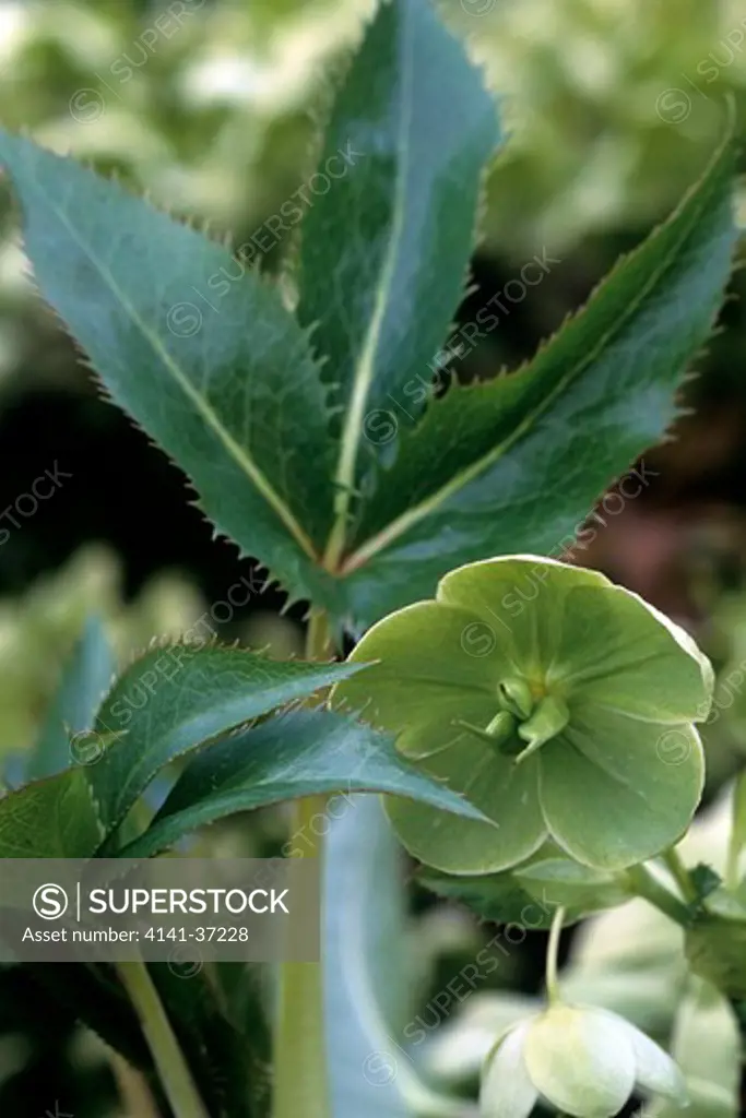 helleborus argutifolius (corsican hellebore). evergreen foliage with light green flower in winter.