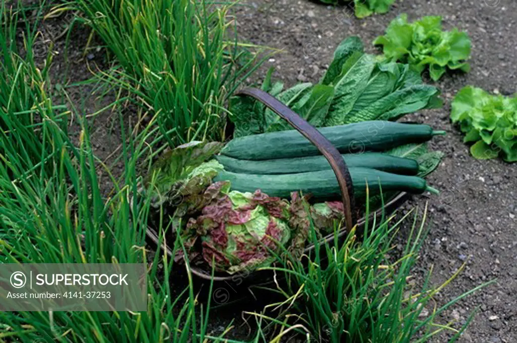 trug with newly picked produce in vegetable garden. cucumber & lettuce with rows of allium schoenoprasum (chives). heligan, pentewan, st.austell, cornwall. 