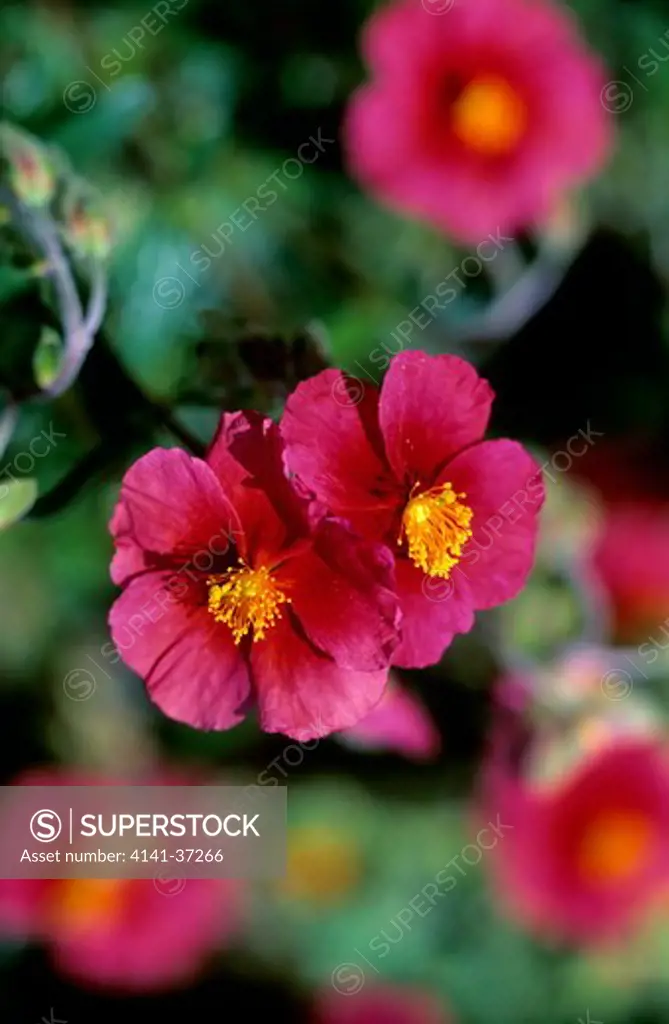 helianthemum 'ben ledi' - (rock rose). vivid red flowers. alpine with glossy green foliage and bright red flowers with a yellow centre. flowering early summer and sometimes near the end of summer. suitable for rockeries, borders, walls etc. 