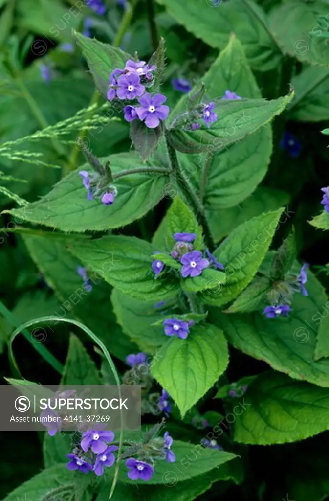pentaglottis sempervirens (green alkanet, evergreen bugloss). small blue forget-me-not like flower with rough bristly textured foliage. 