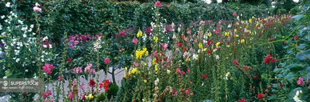antirhinum majus (snapdragon) & dahlia's planted along pathway. metal archway with trained apple trees & sweet peas. the walled garden at the lost gardens of heligan, cornwall.