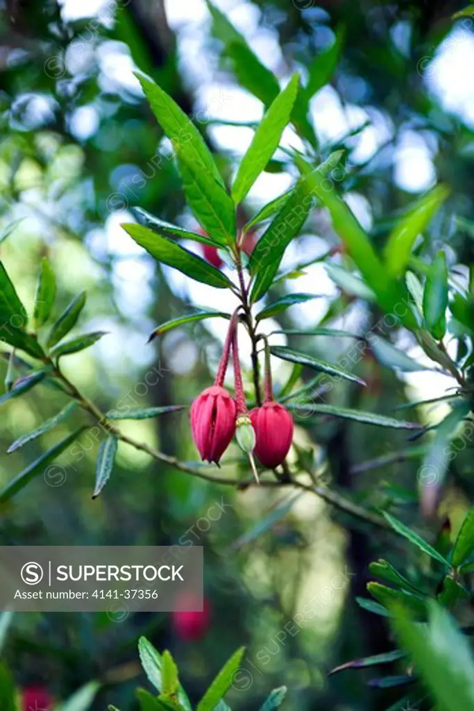 crinodendron hookerianum introduced from chile in 1848, this is a striking, evergreen, large shrub. in midsummer it bears beautiful crimson, lantern-like, flowers, each hanging on a long stalk.