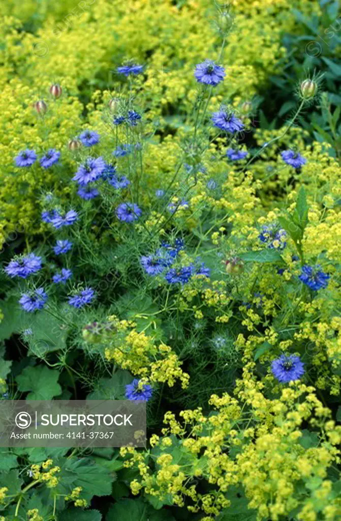 nigella damascena (love-in-a-mist) & alchemilla mollis (lady's mantle). bed with combination planting of blue & yellow/green flowers