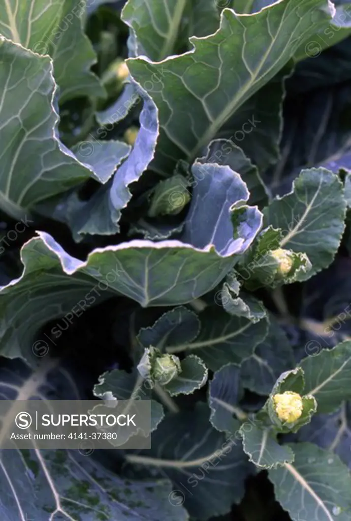 brassica oleraceae italica, calabresse, sprouting brocolli