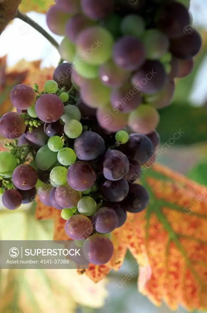 vitis vinifera (grape vine). black grapes & foliage.