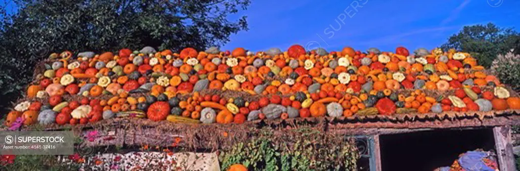 pumpkins & squash roof display at slindon, west sussex