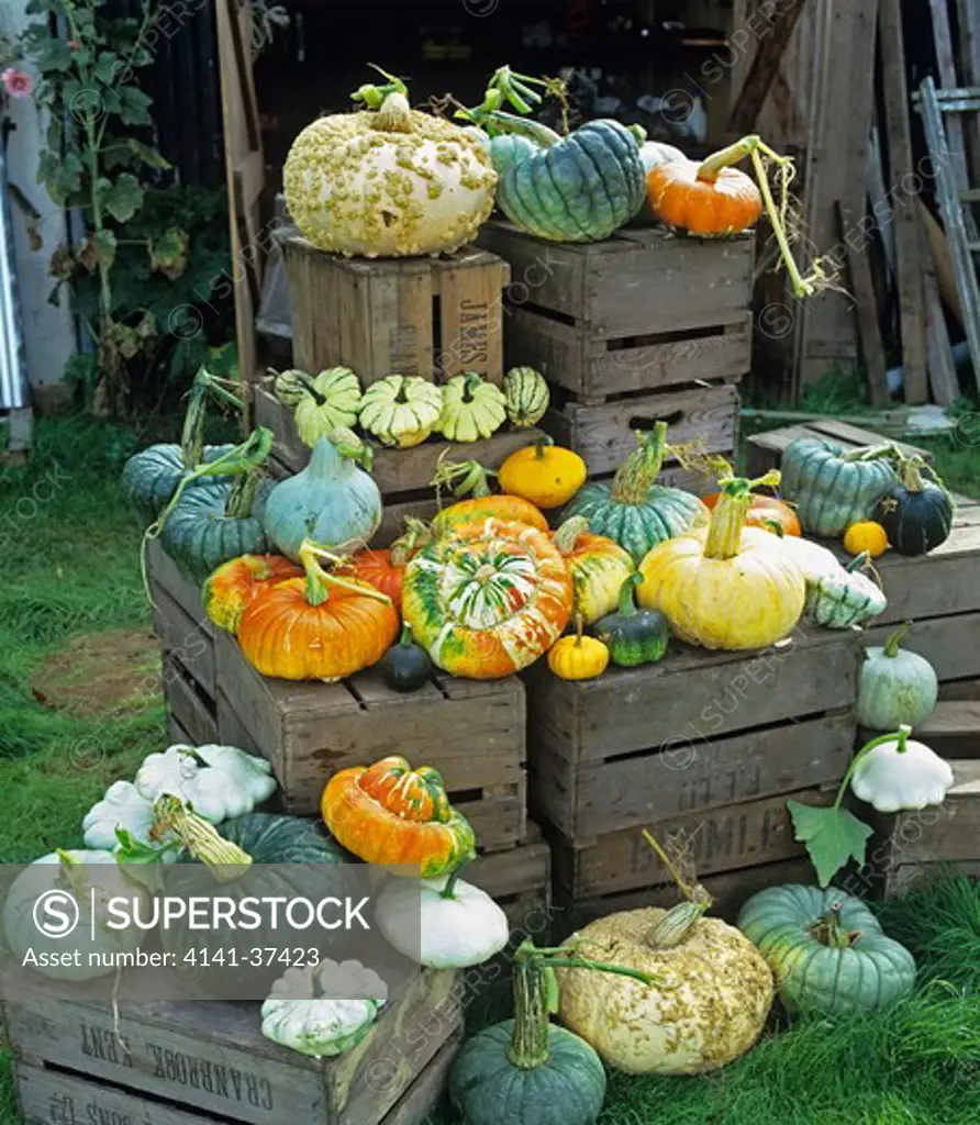 pumpkins displayed on wooden crates