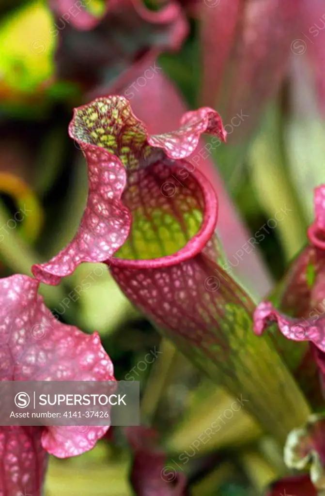 sarracenia sp (trumpet pitcher, pitcher plant)
