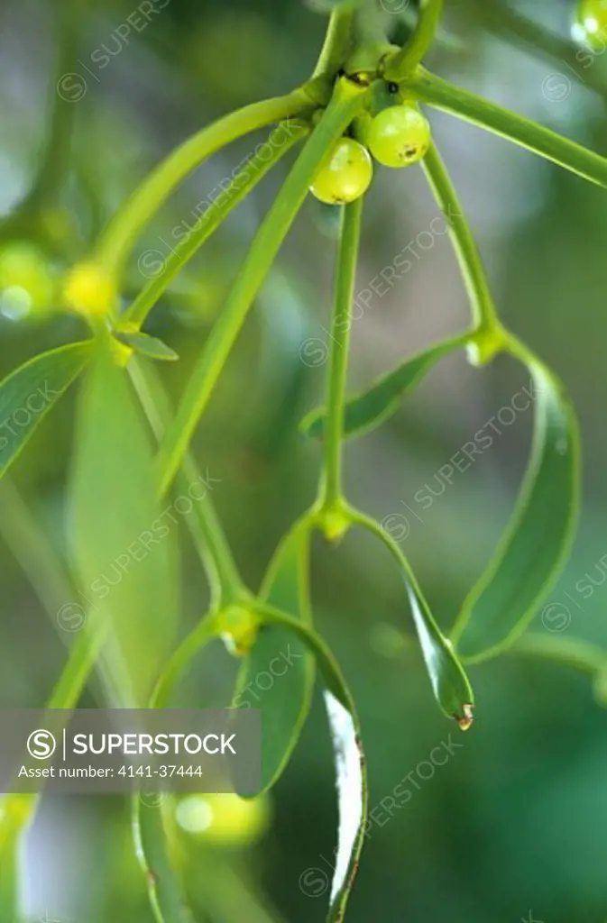 viscum album (mistletoe). old world parasitic shrub having branching greenish stems with leathery leaves and waxy white glutinous berries; the traditional mistletoe of christmas
