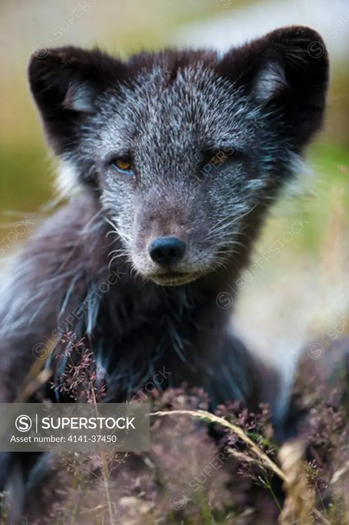 arctic fox (alopex lagopus) portrait