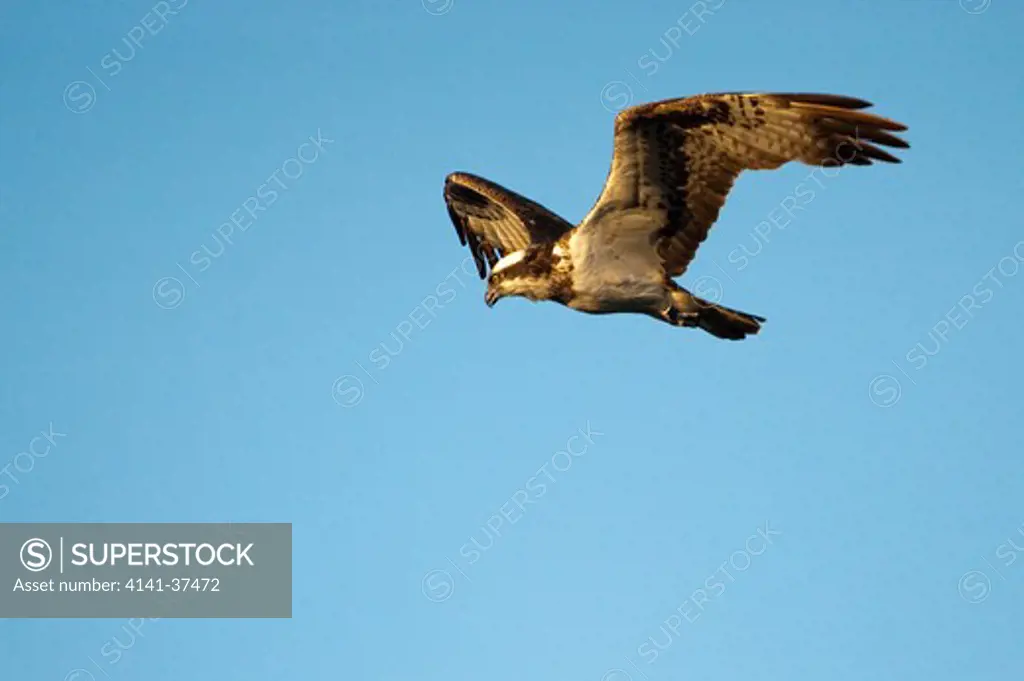 osprey (pandion haliaetus) circling above a lake in the cairngorms national park, scotland