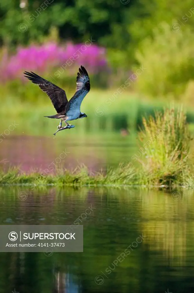 osprey (pandion haliaetus) fishing for trout in a lake in the cairngorms national park, scotland