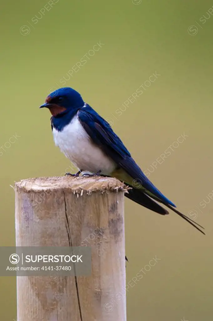 european swallow (hirundo rustica) perched on a fence post in scotland