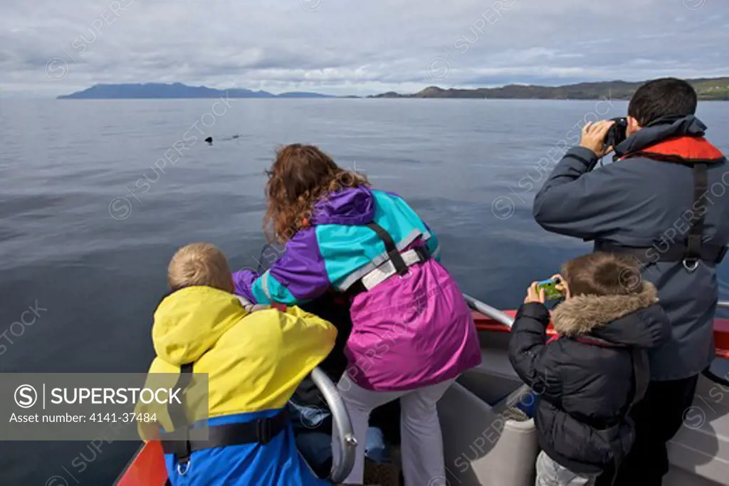 whale watchers on a boat in the isle of skye watching basking sharks (cetorhinus maximus), scotland