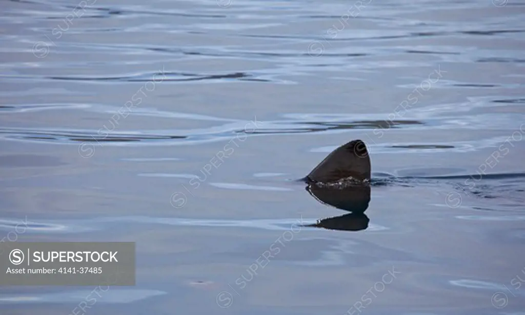 basking shark (cetorhinus maximus) fin in the sea, isle of skye, scotland