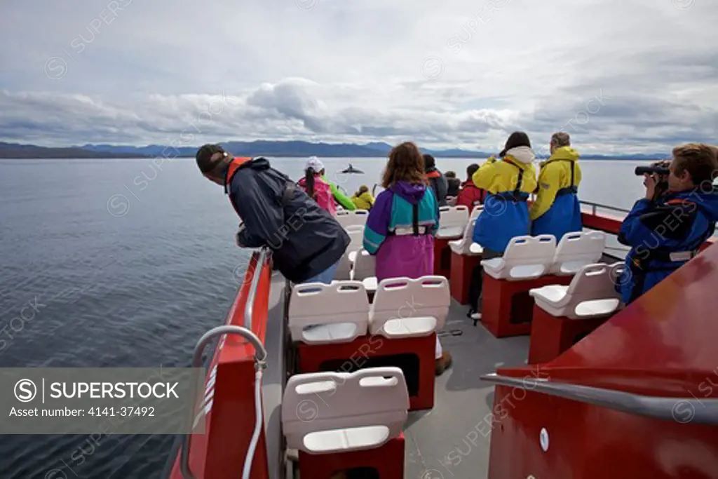 whale watchers on a boat in the isle of skye watching basking sharks (cetorhinus maximus), scotland