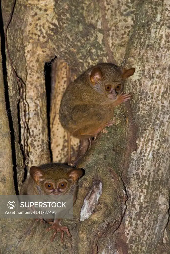 spectral tarsier (tarsius tarsier) emerging from its nest in a strangling fig, tangkoko np, northern sulawesi, indonesia date: 18.11.2008 ref: zb377_124722_0006 compulsory credit: nhpa/photoshot