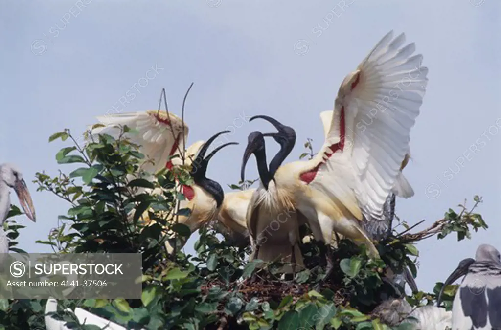 black-headed ibis (threskiornis melanocephalus) in breeding plumage, displaying, keoladeo ghana np, rajasthan, india date: 18.11.2008 ref: zb377_124722_0014 compulsory credit: nhpa/photoshot