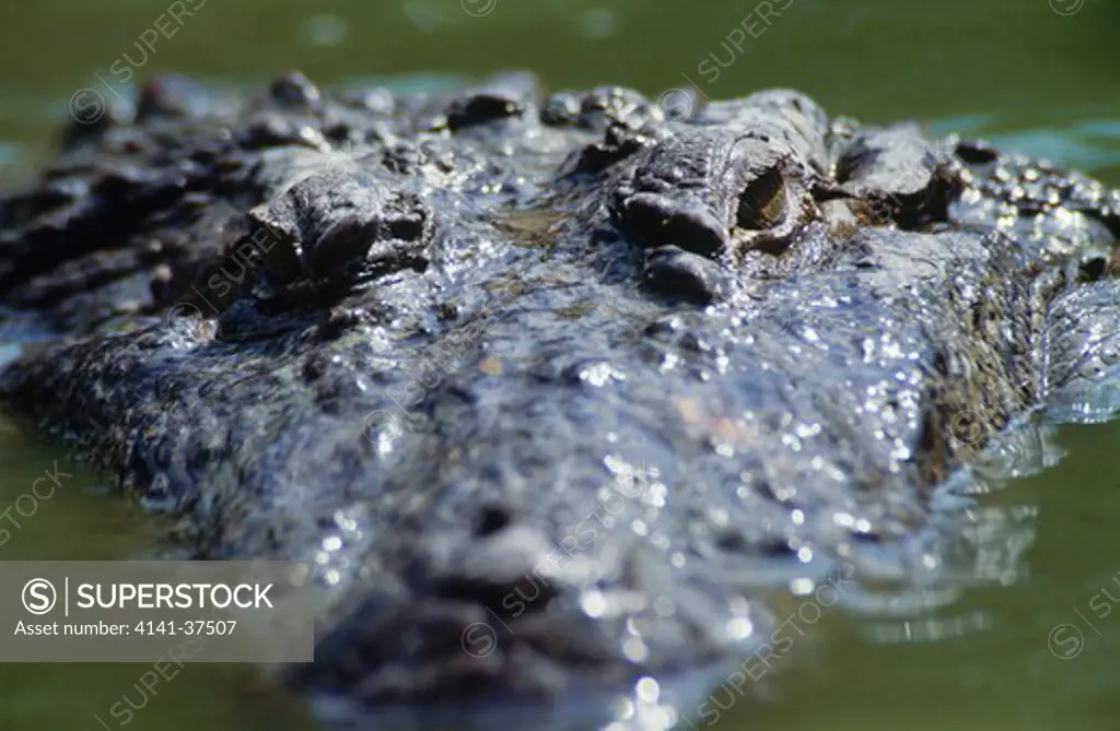 adult mugger or marsh crocodile (crocodylus palustris) india date: 18.11.2008 ref: zb377_124722_0015 compulsory credit: nhpa/photoshot